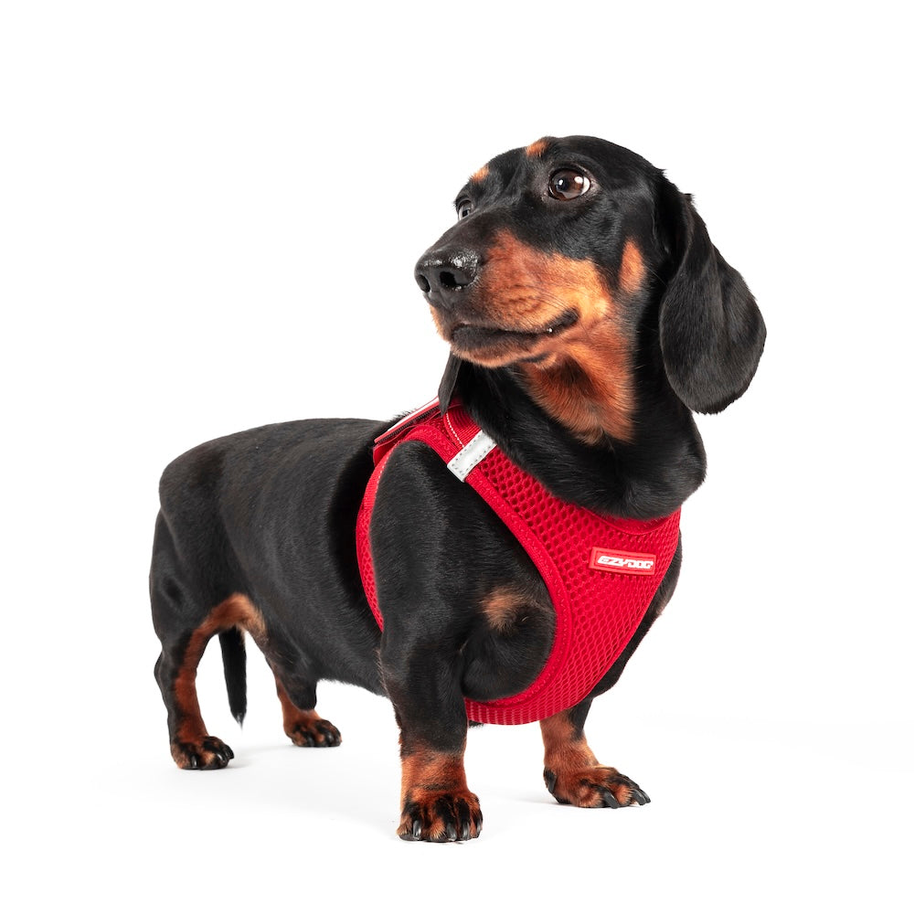 FORMFIT® Mesh Harness
