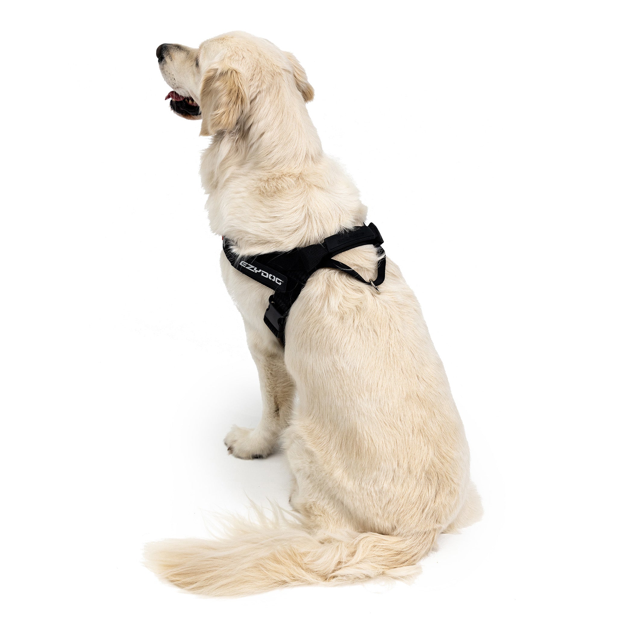 Dog wearing express harness