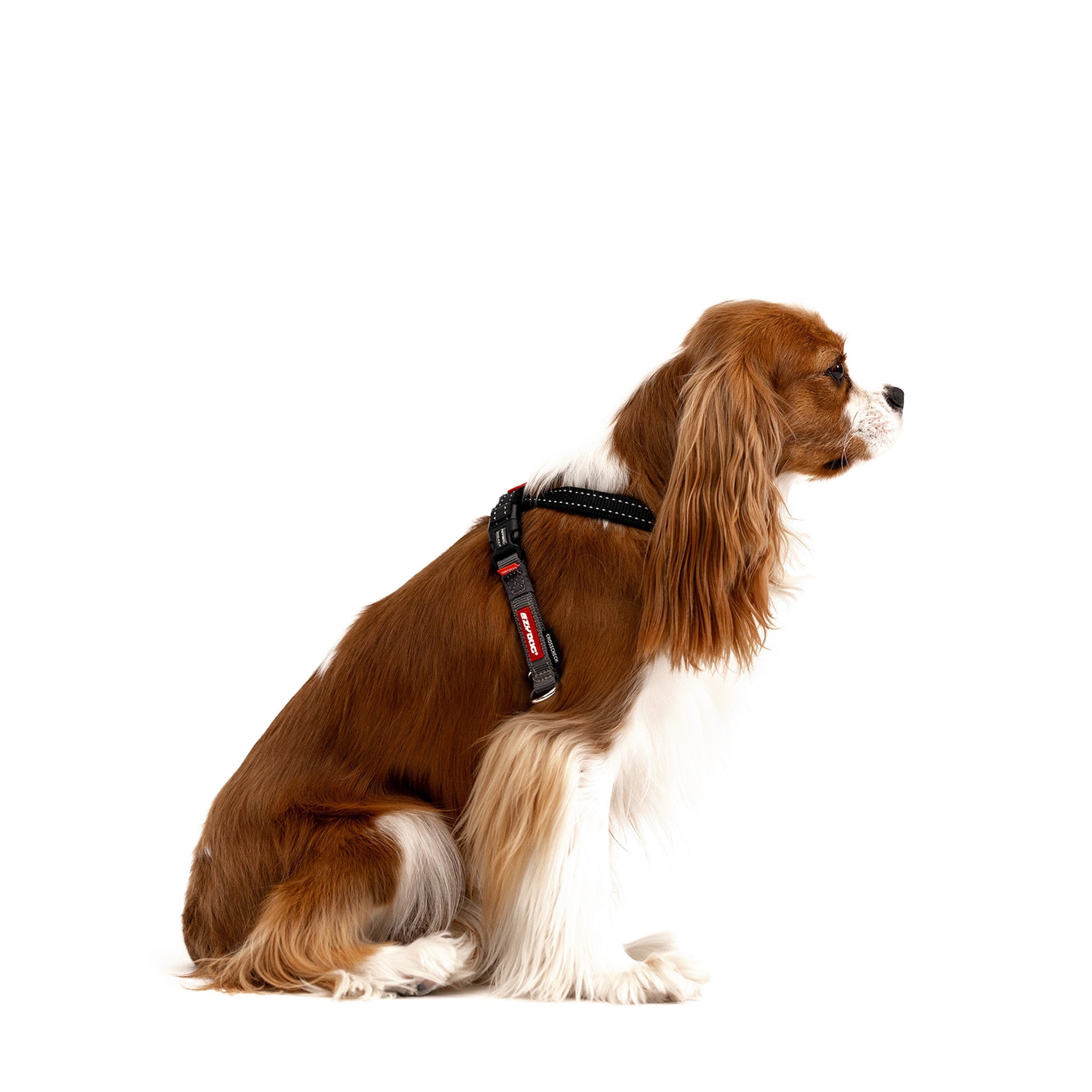 Dog wearing EzyDog CrossCheck harness