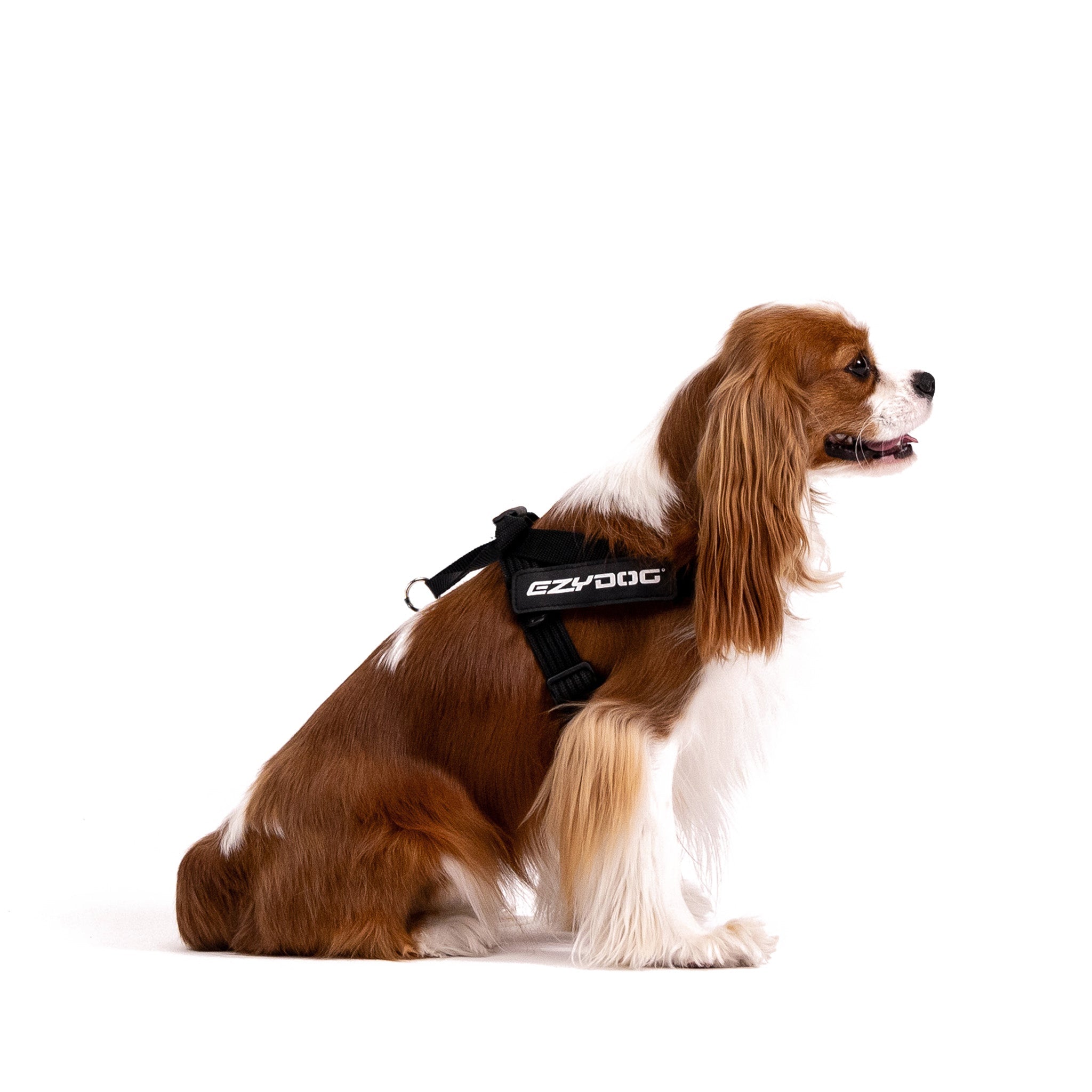 Side look of dog wearing express harness