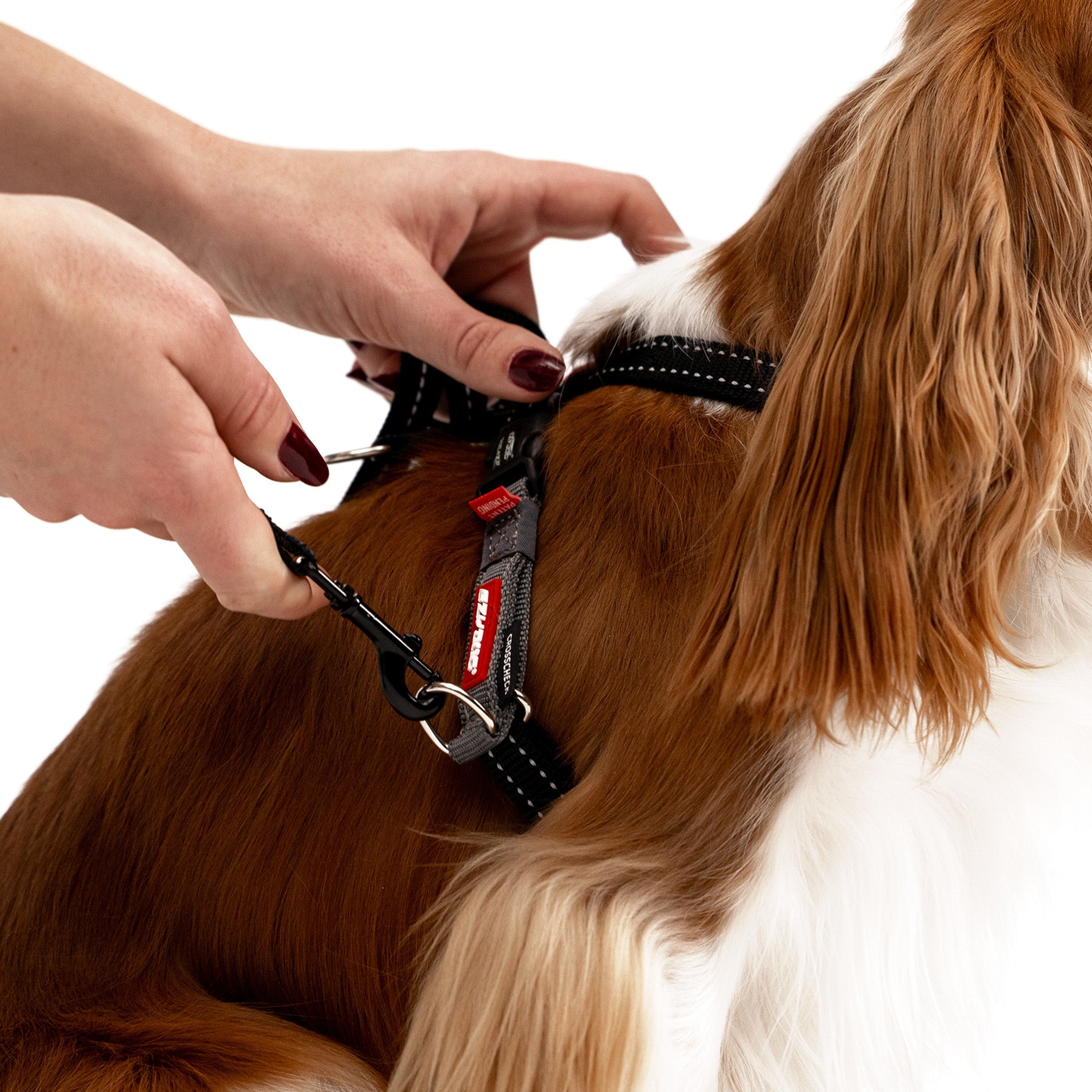 Closeup view of dog wearing wearing the EzyDog CrossCheck harness