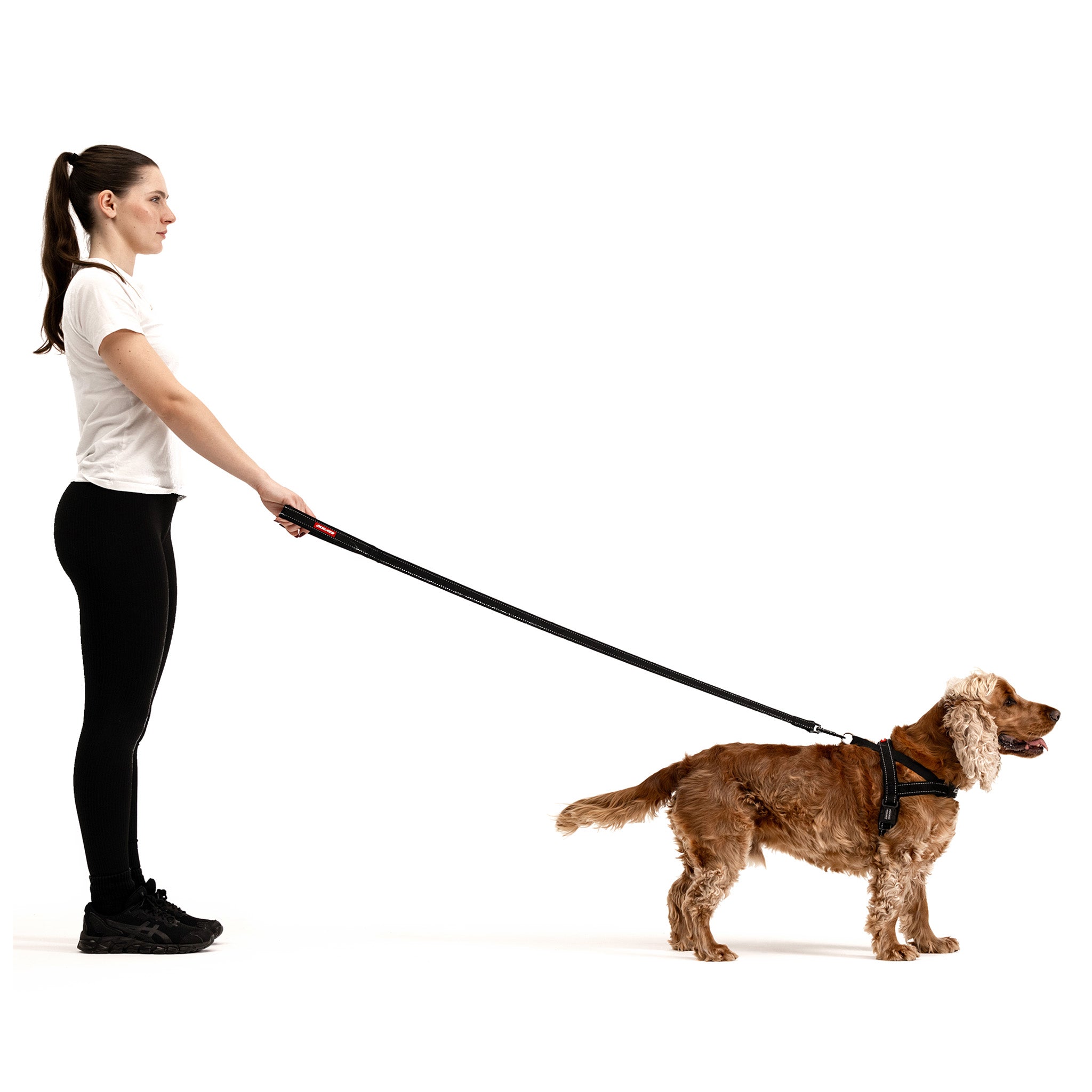 walking dog with Quick Fit Harness