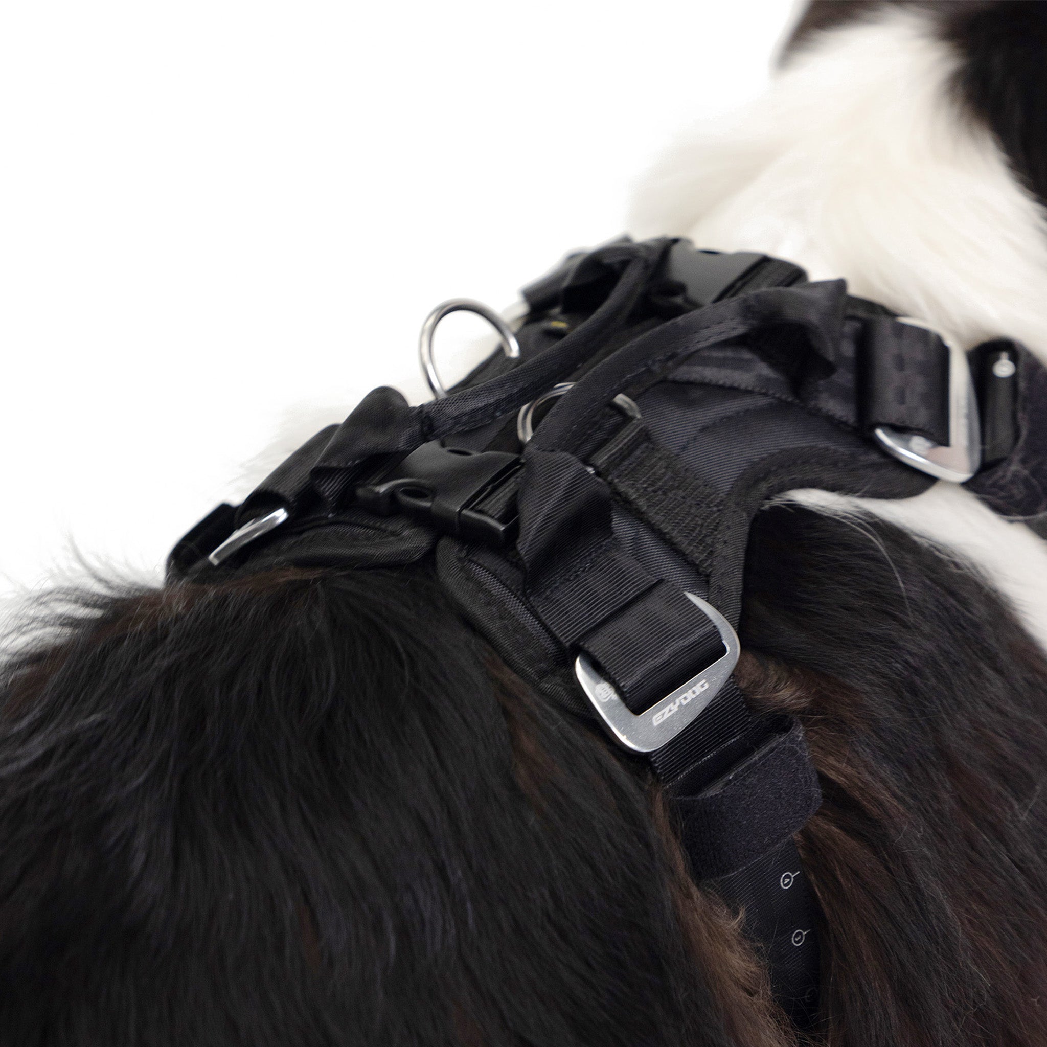 Close-up view of Border Collie wearing EzyDog Drive Dog Car Harness – Crash-Tested Pet Safety Gear