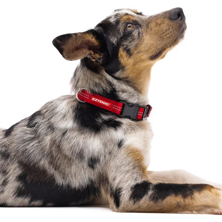 Essential Adjustable Collar