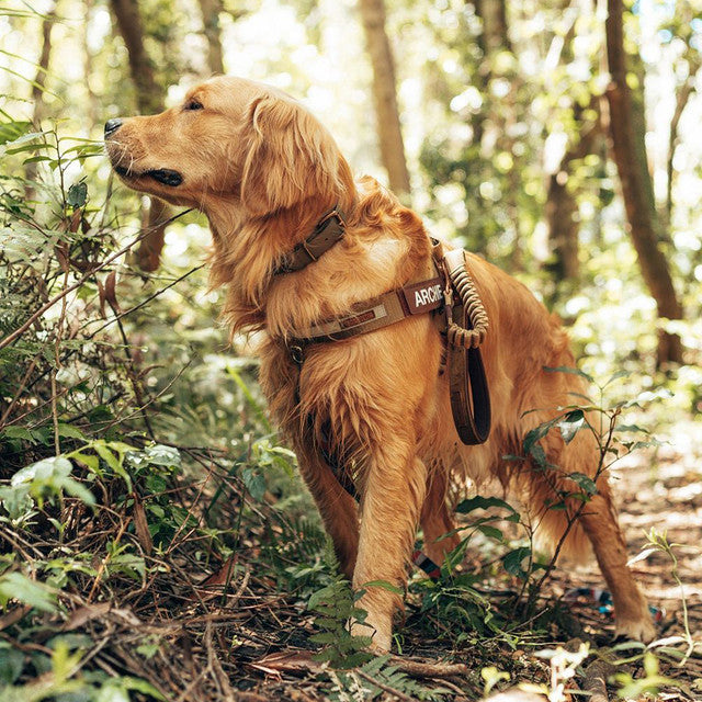 Express Harness - Corduroy Collection