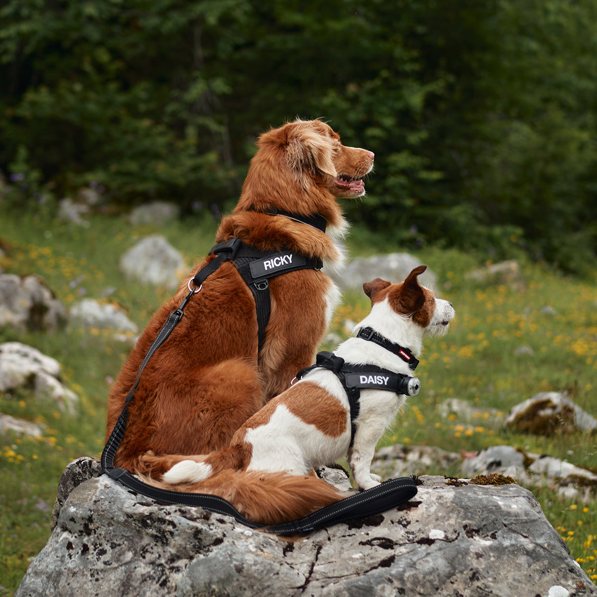 small and large dog with express harness