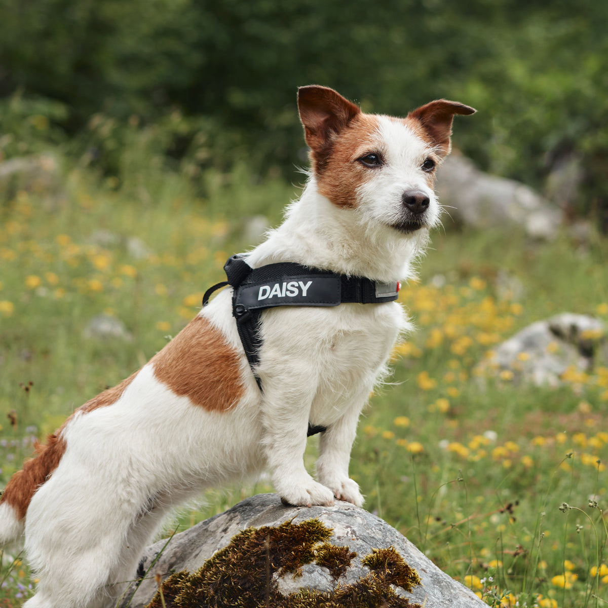 small dog daisy with express harness