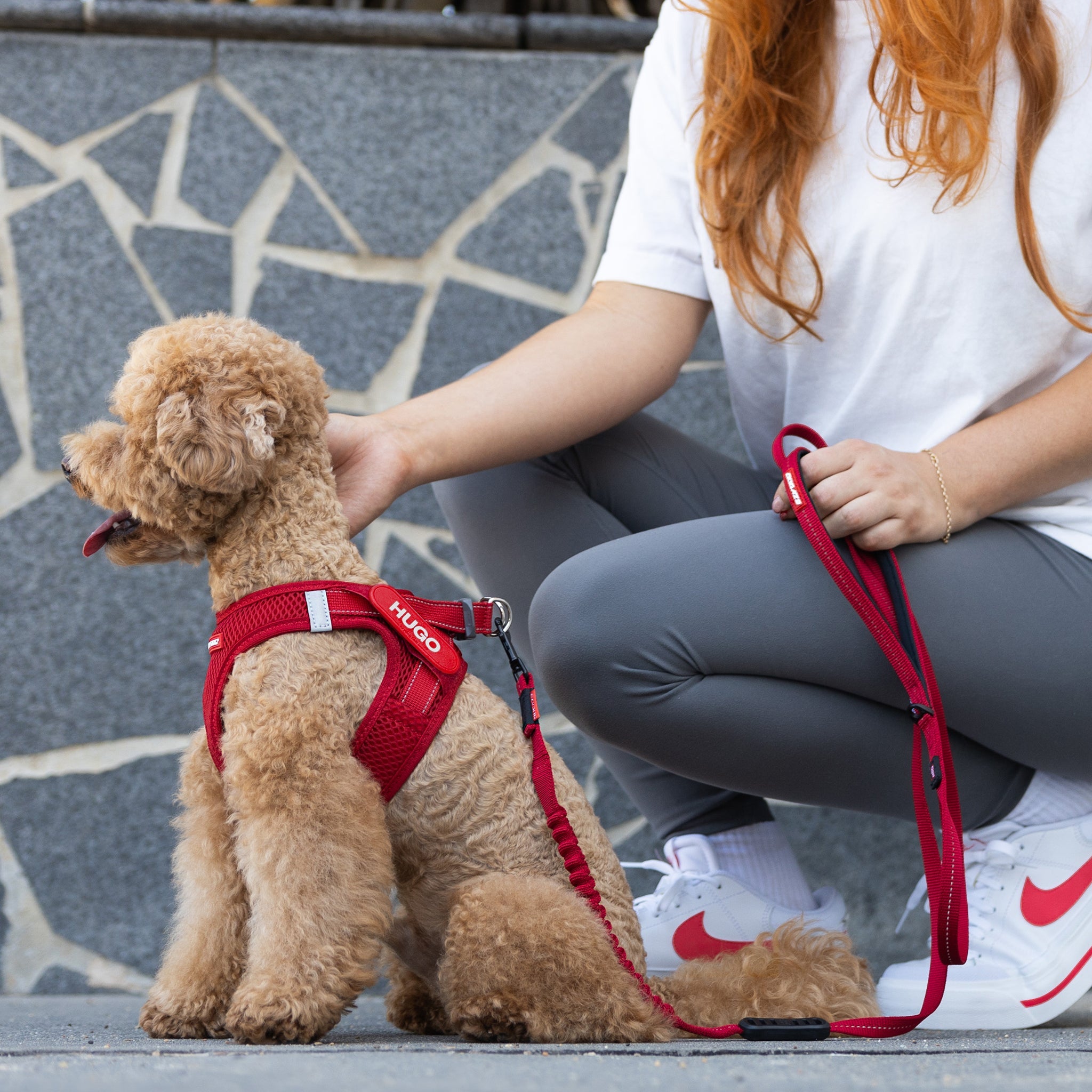 A Small Dog with red coloured FormFit Mesh Harness