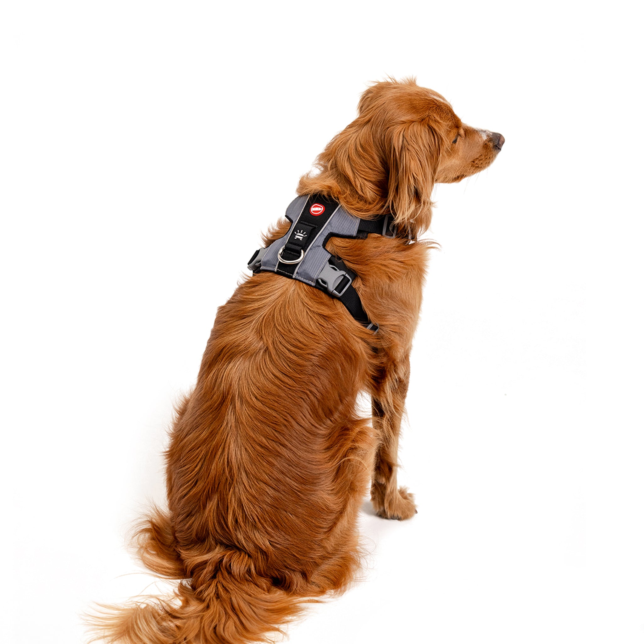 Golden retriever wearing black EzyDog X-Link Harness showing rear fit and buckle straps