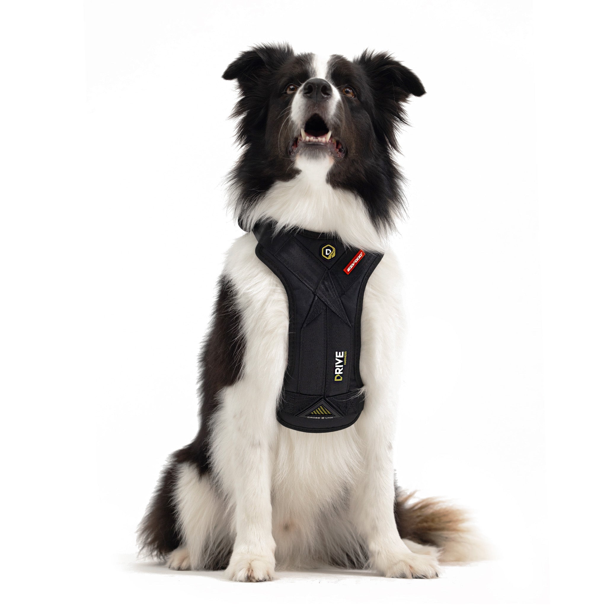 Front view of Border Collie wearing EzyDog Drive Dog Car Harness – Crash-Tested Pet Safety Gear