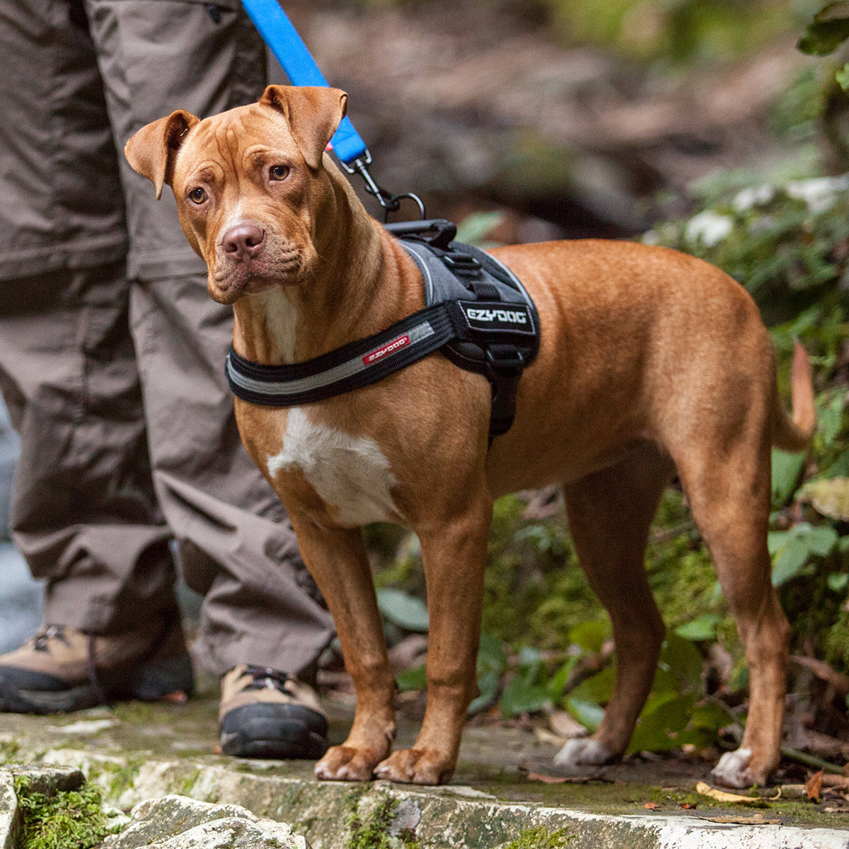 convert dog harness