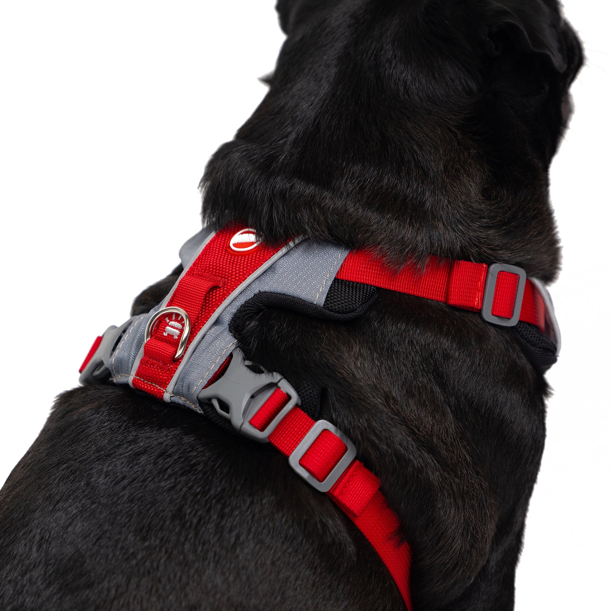 Dog wearing a red and gray X-LinkHarness, viewed from behind.
