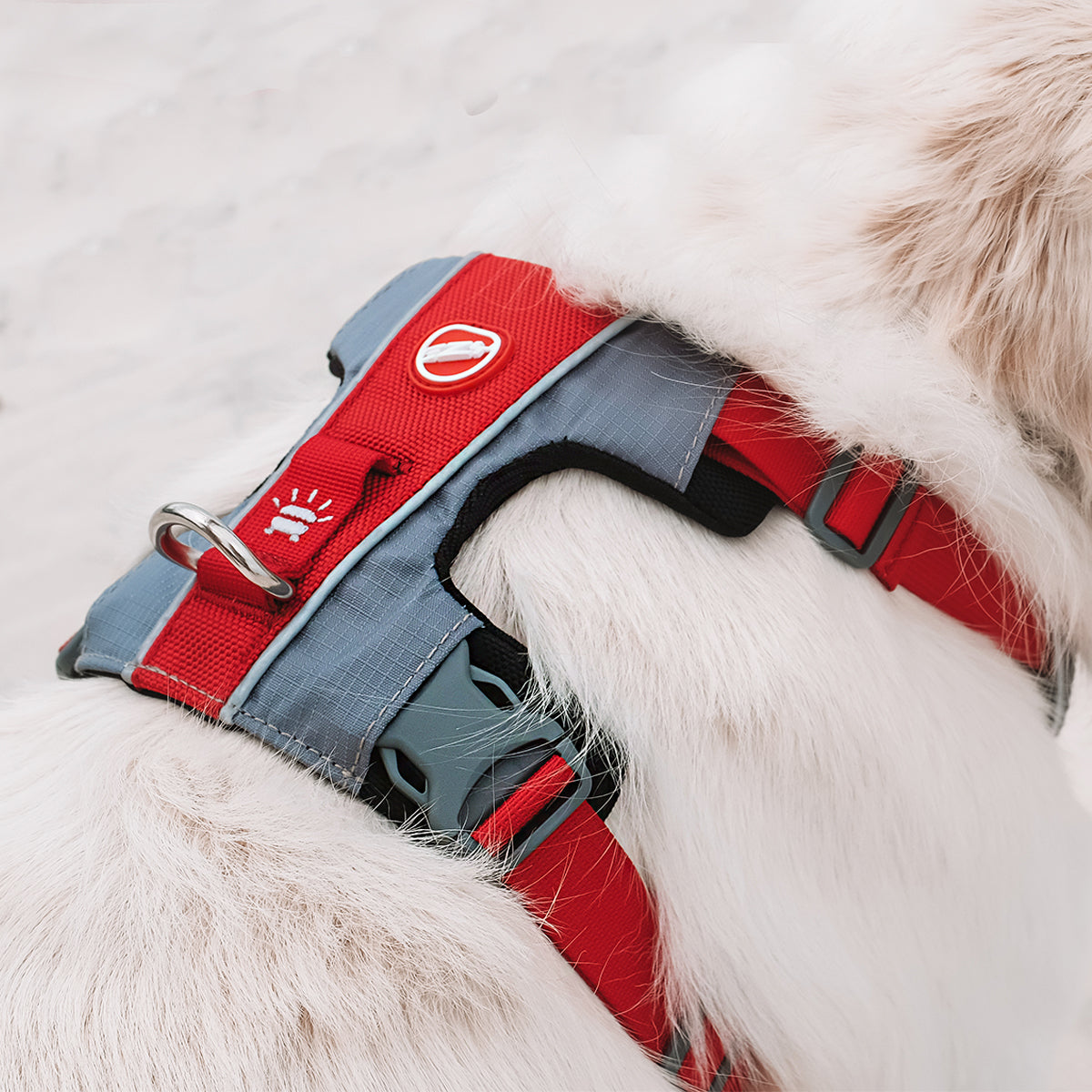 Close-up of red EzyDog X-Link Harness showing D-ring, stitching, and reflective padded strap on dog’s back