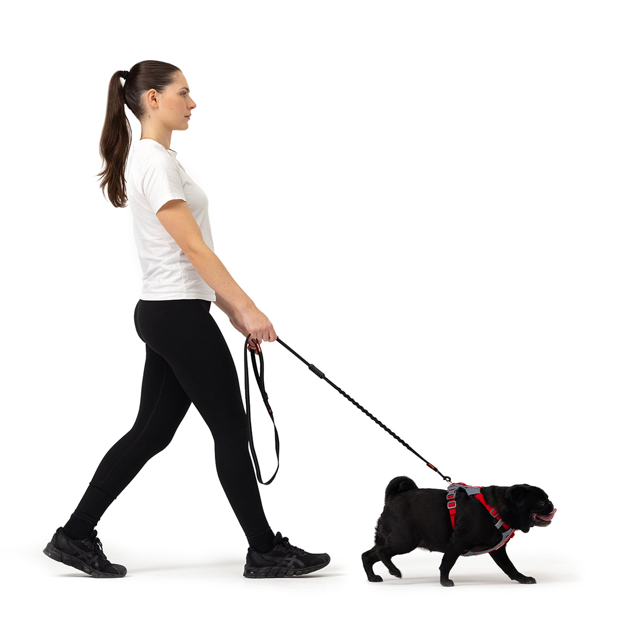 Woman walking black pug wearing red EzyDog X-Link Harness with leash attached