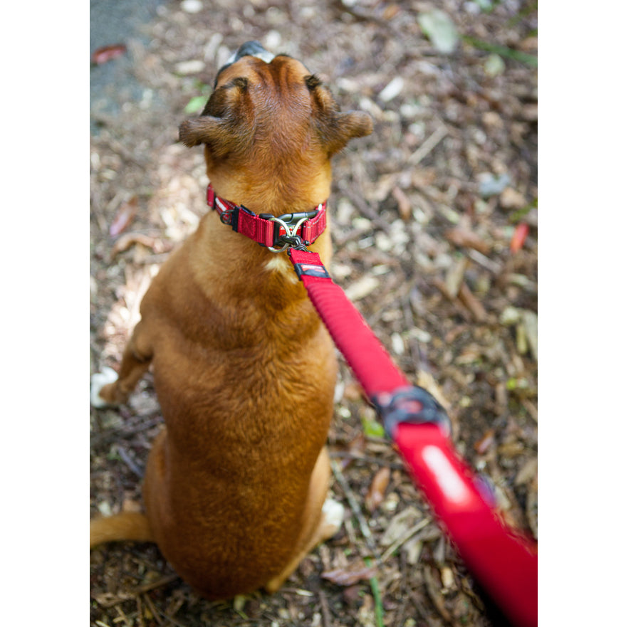 Zero Shock Leash