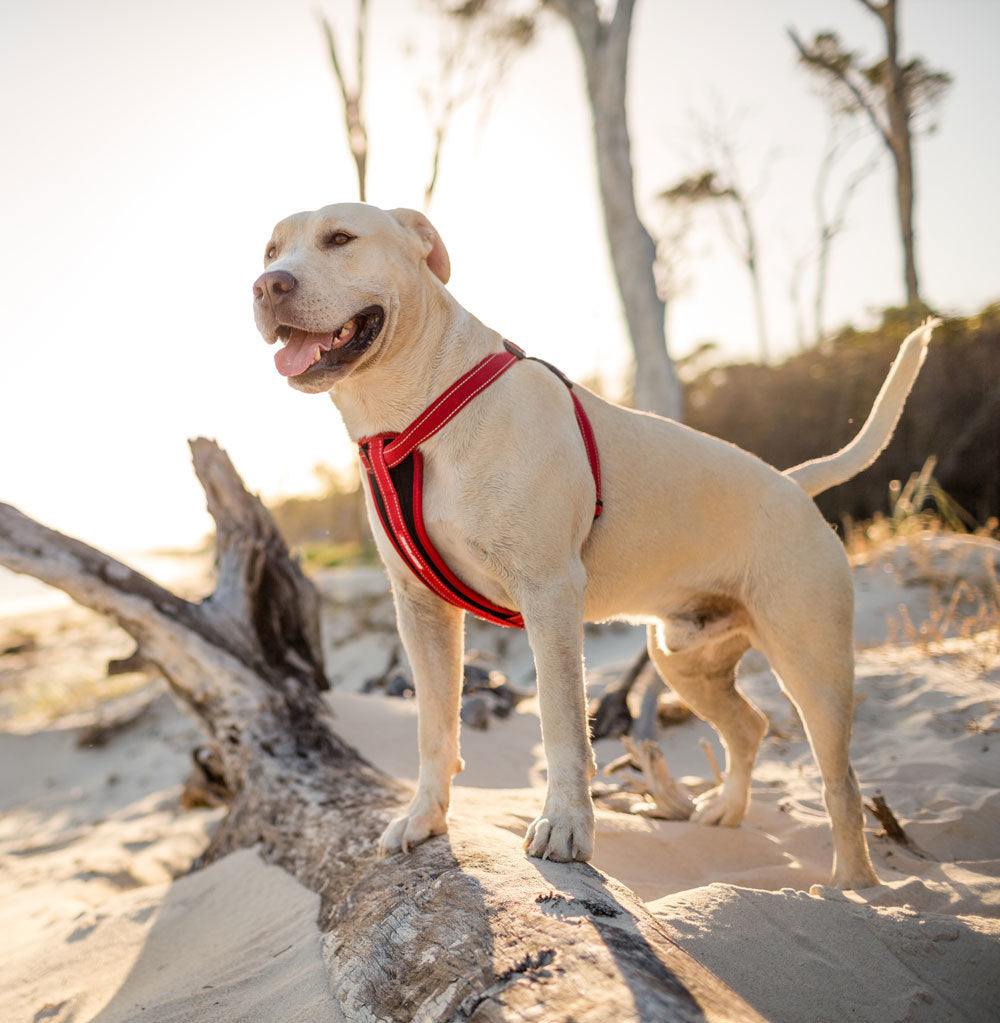 Chest Plate Harness