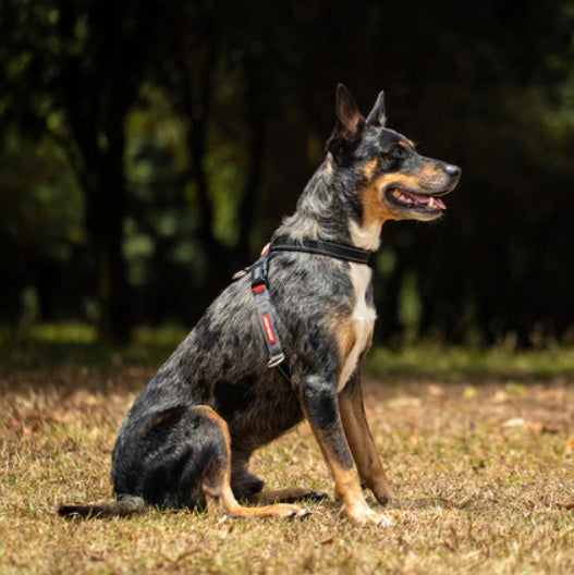 Crosscheck Harness