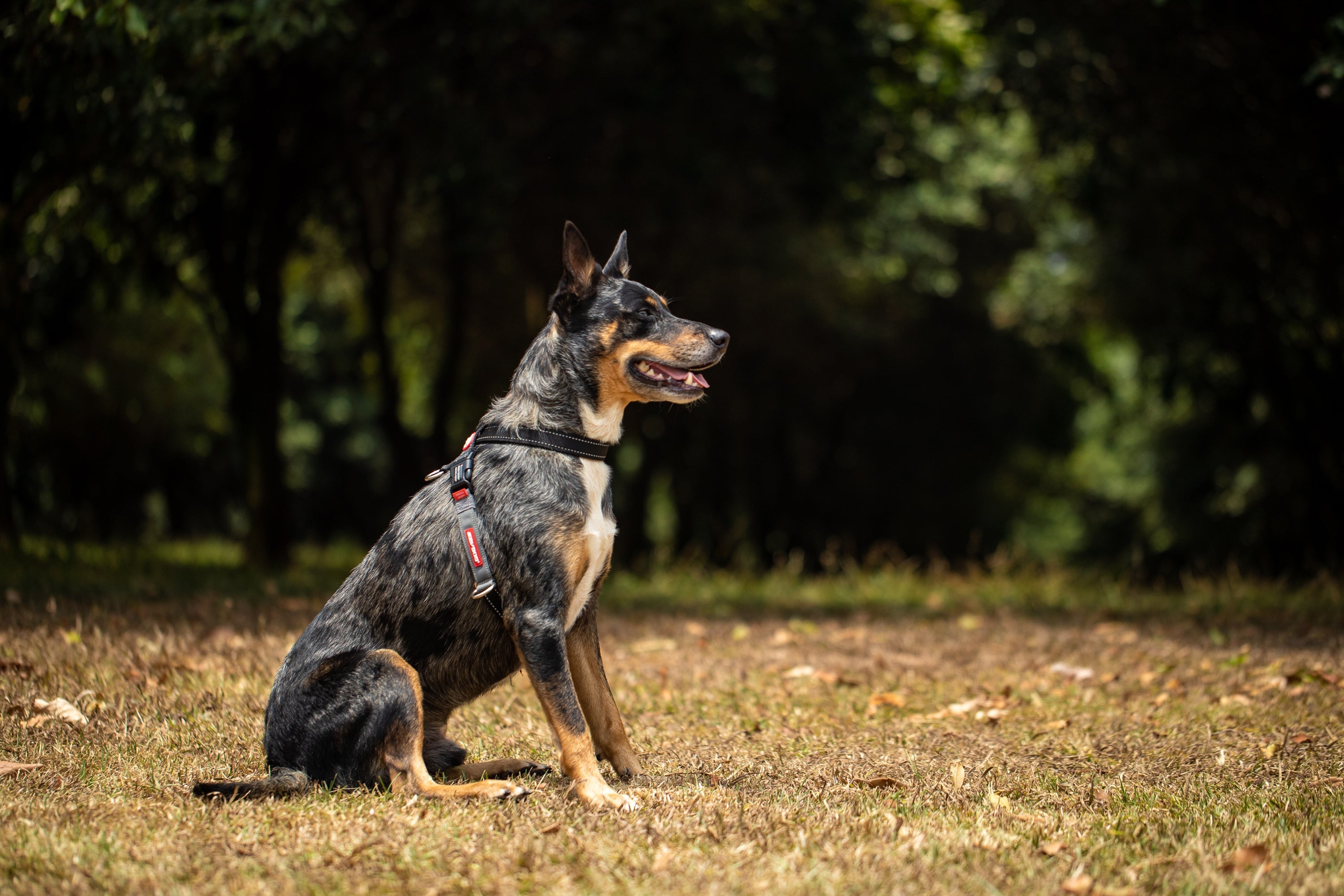 Escape Proof Dog Harness