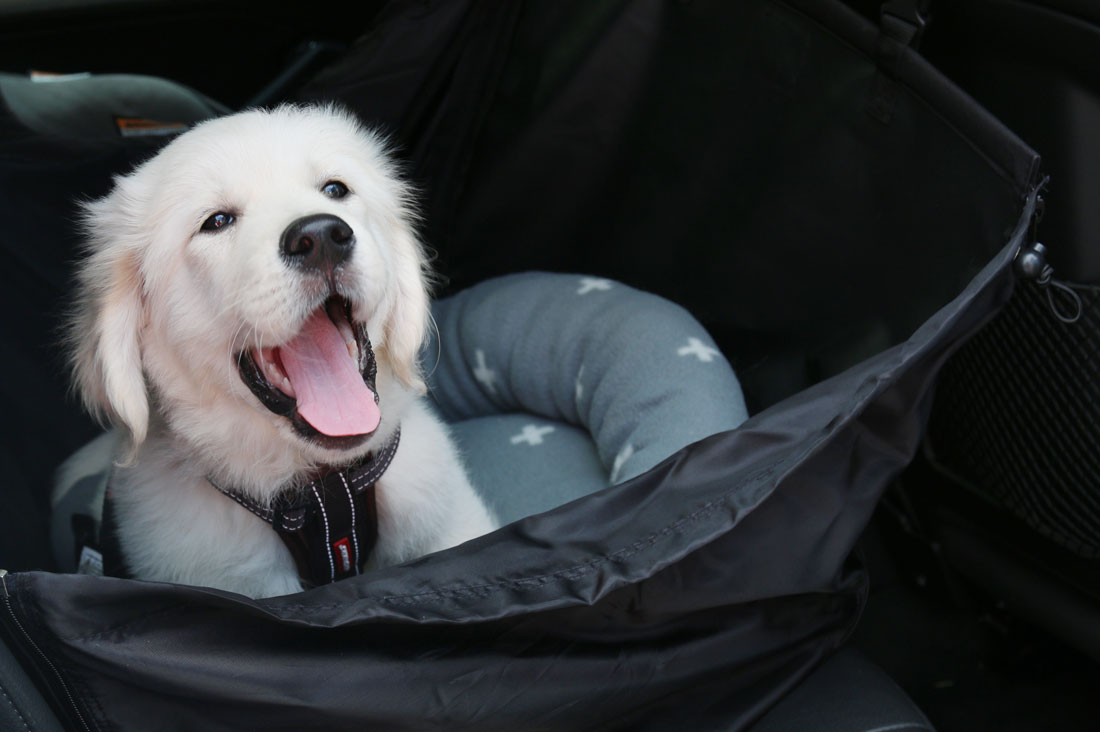 puppy on the bed