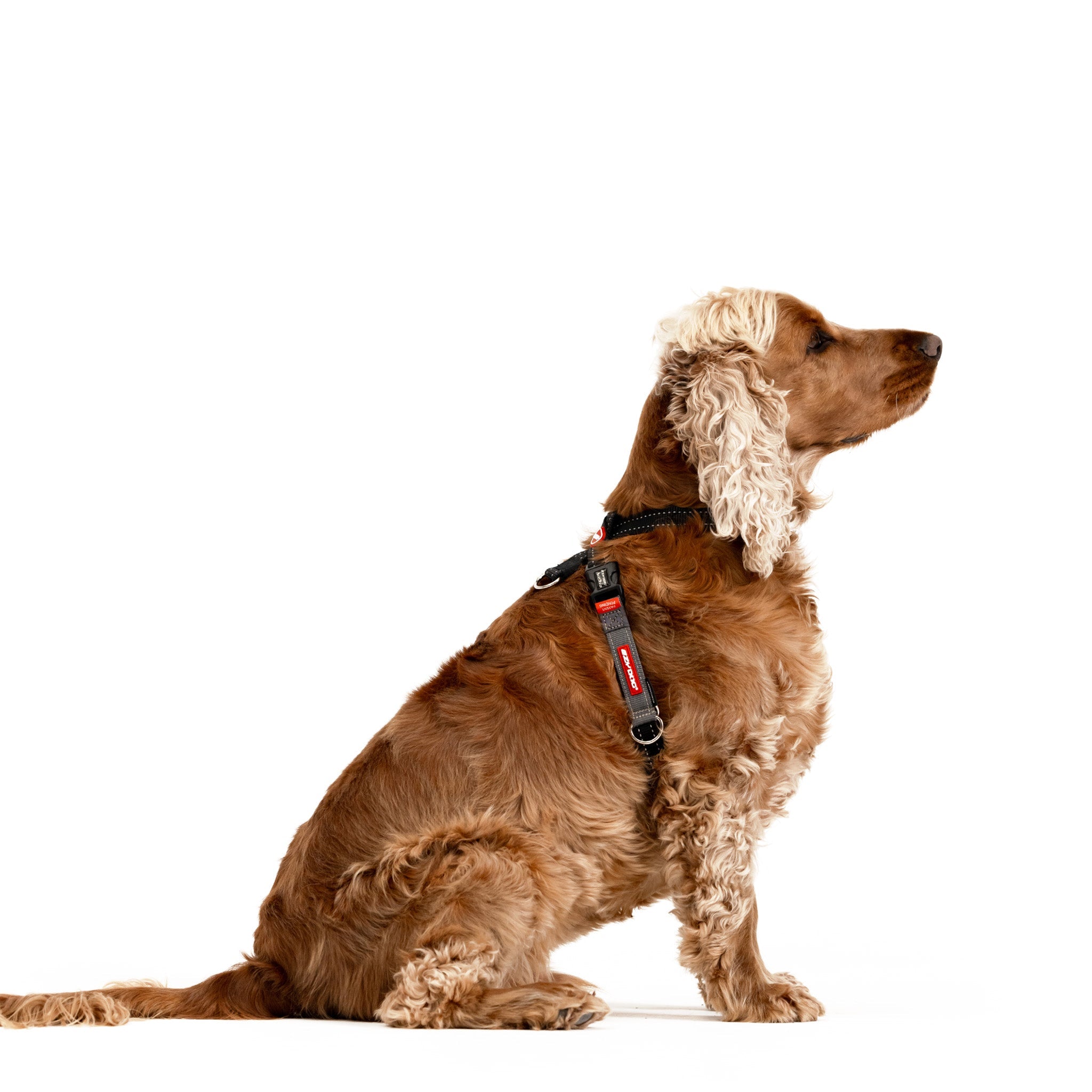 Cocker Spaniel dog wearing the EzyDog CrossCheck harness, shown in side profile with adjustable straps and ergonomic fit.
