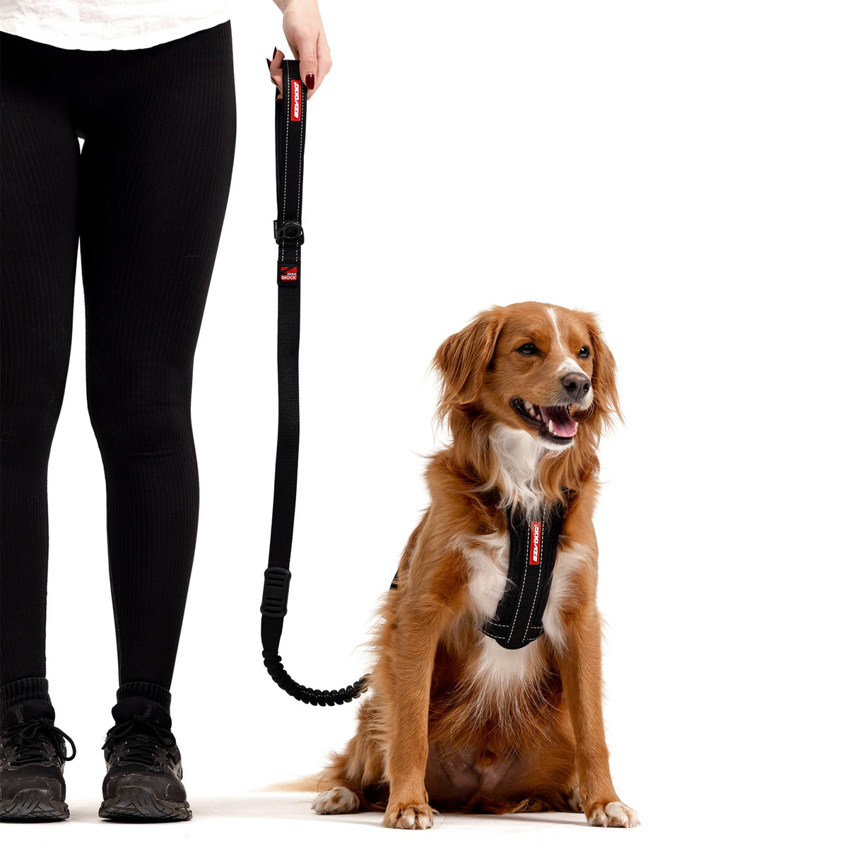 Dog Leashes: Strong, Comfortable & Reliable Leads | EzyDog
