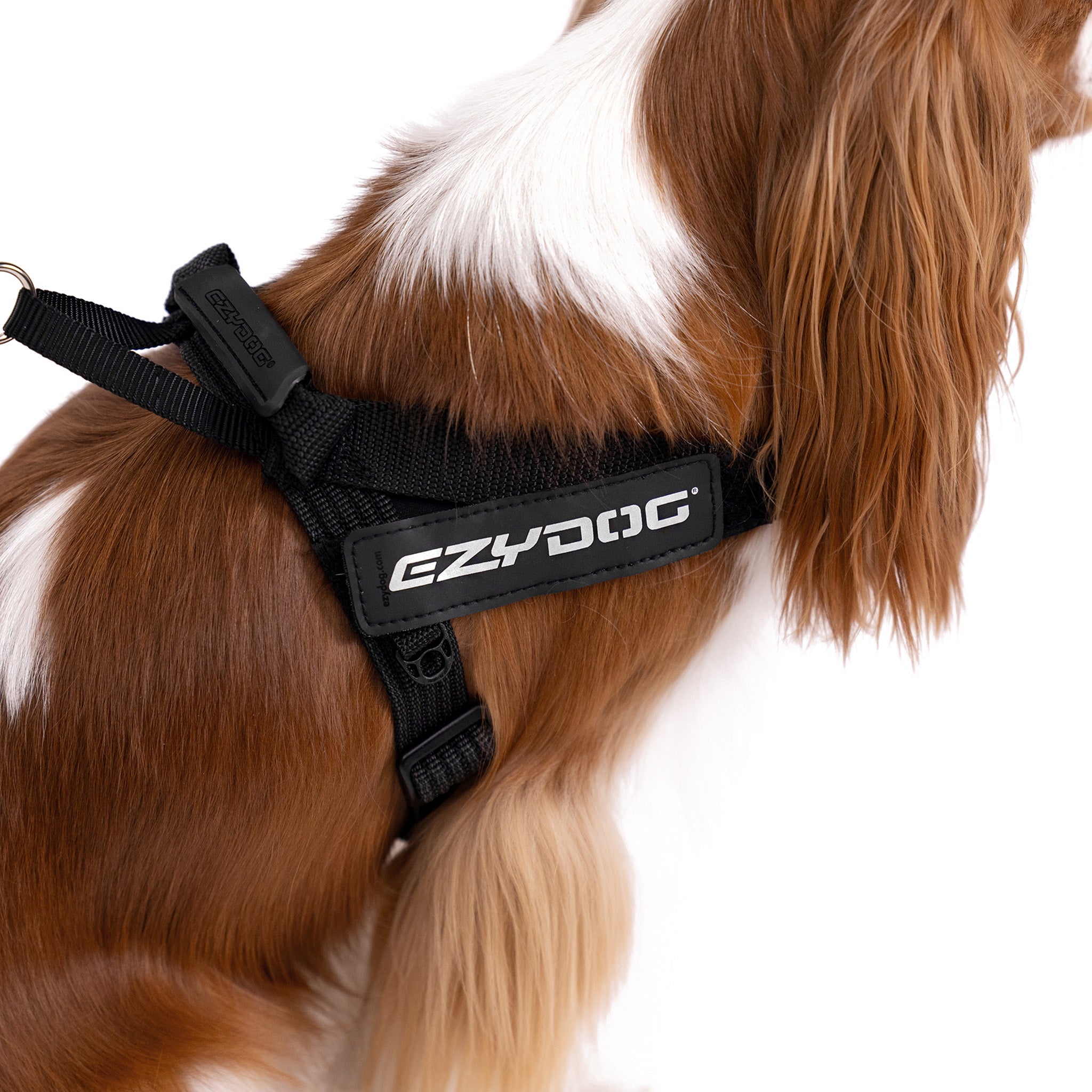 Closeup look of dog wearing express harness