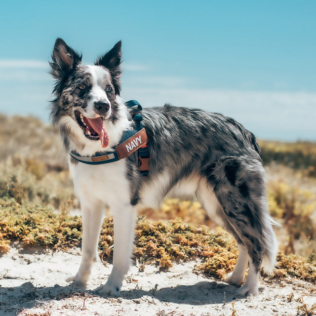 Blue heeler cheap harness