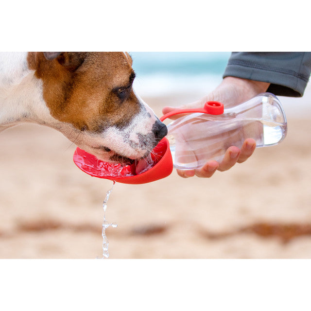 Bottled dog outlet water