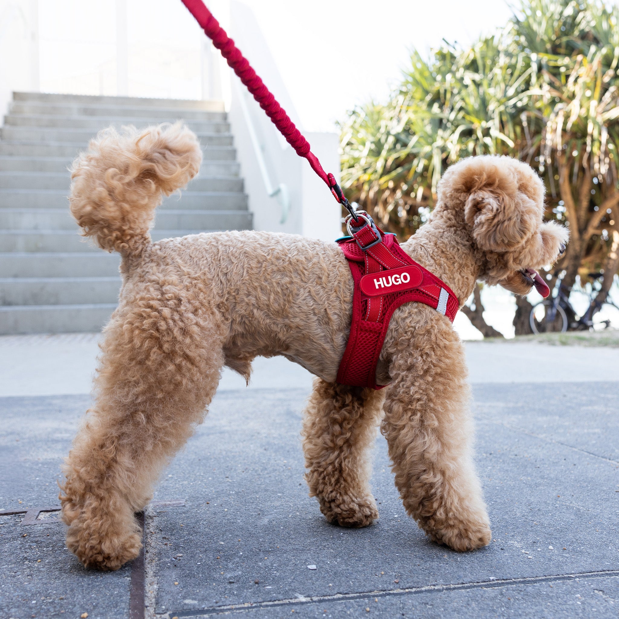 A small dog walking while wearing FormFit Mesh Harness in red colour