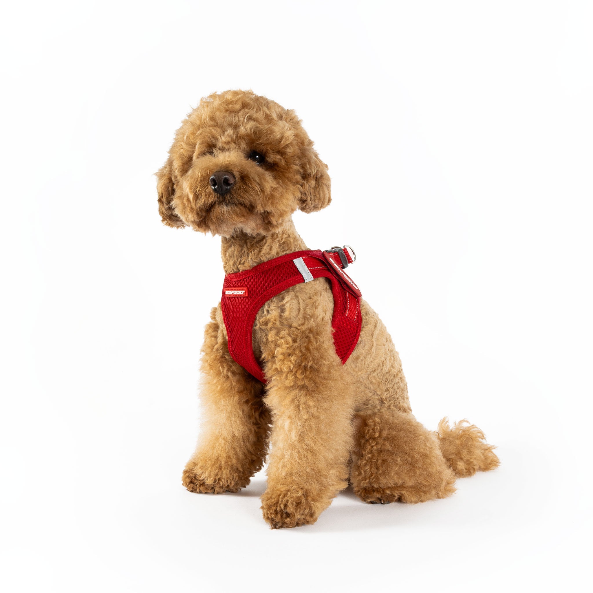 small dog wearing FormFit mesh harness in red colour