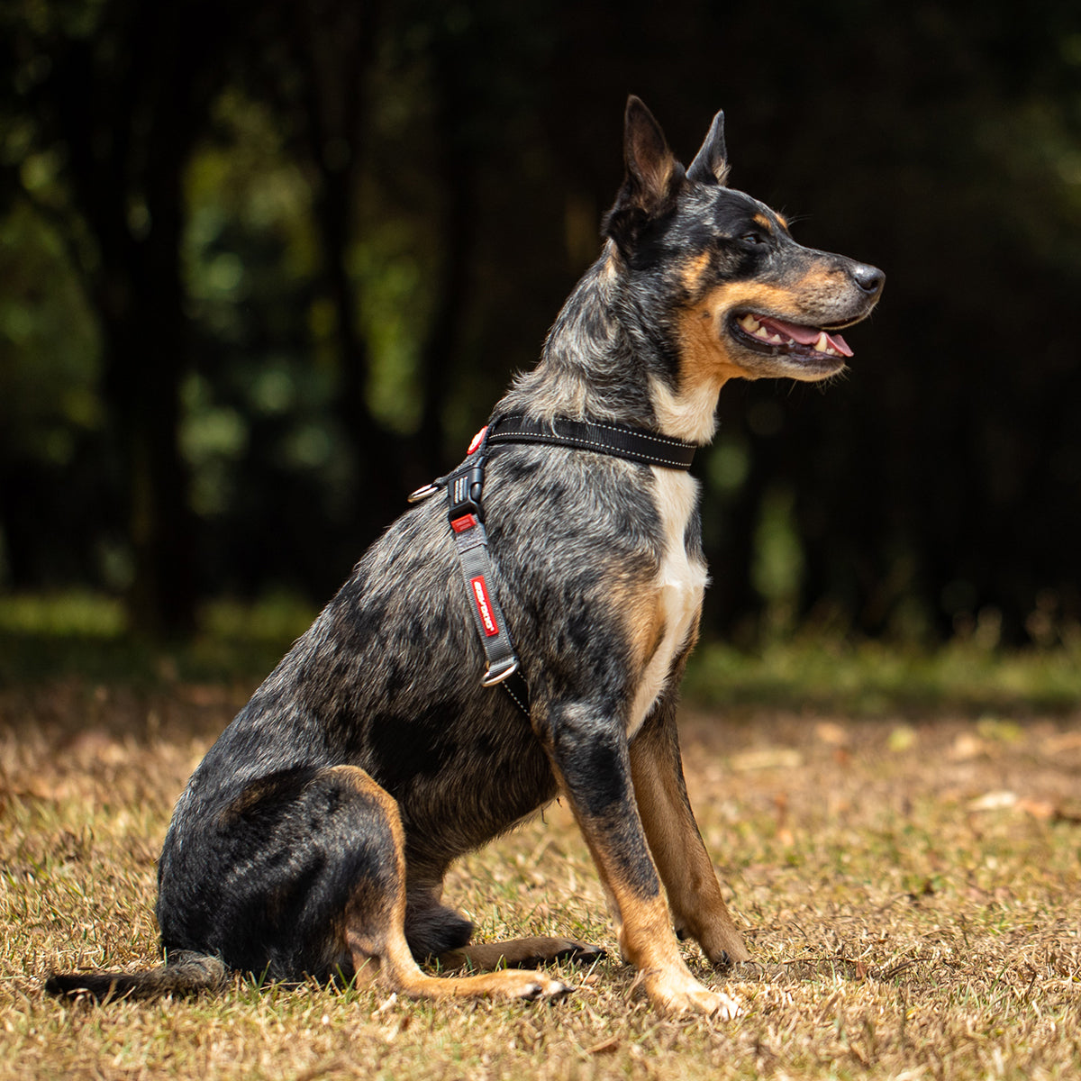 Dog wearing an EzyDog CrossCheck harness, sitting in a park with a happy expression and enjoying the outdoors.