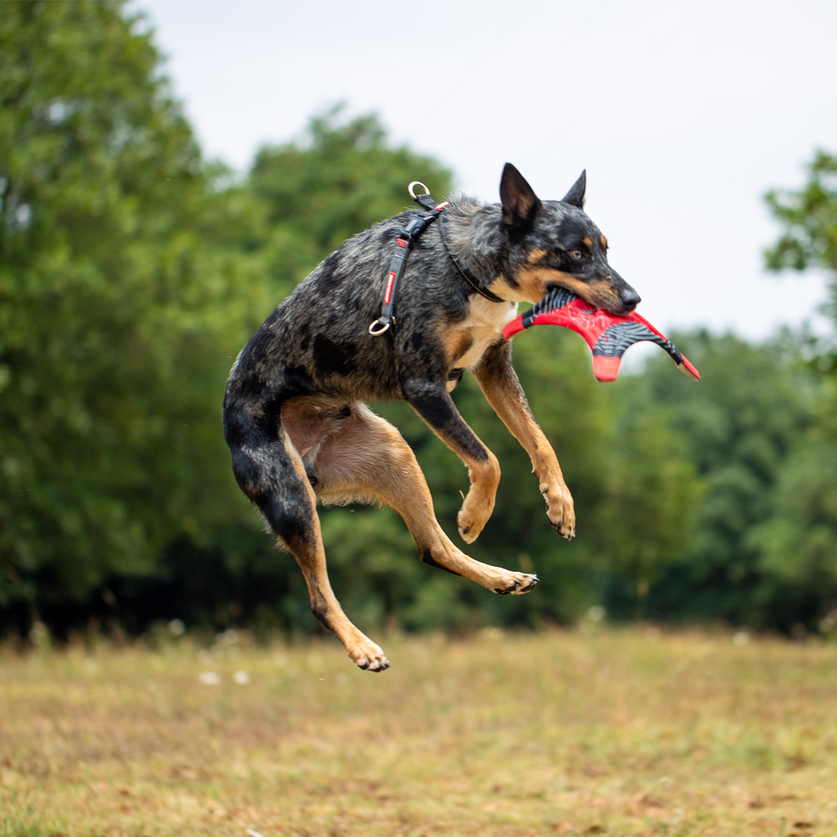 Dog wearing an EzyDog CrossCheck harness, jumping mid-air while playing with a red toy outdoors.