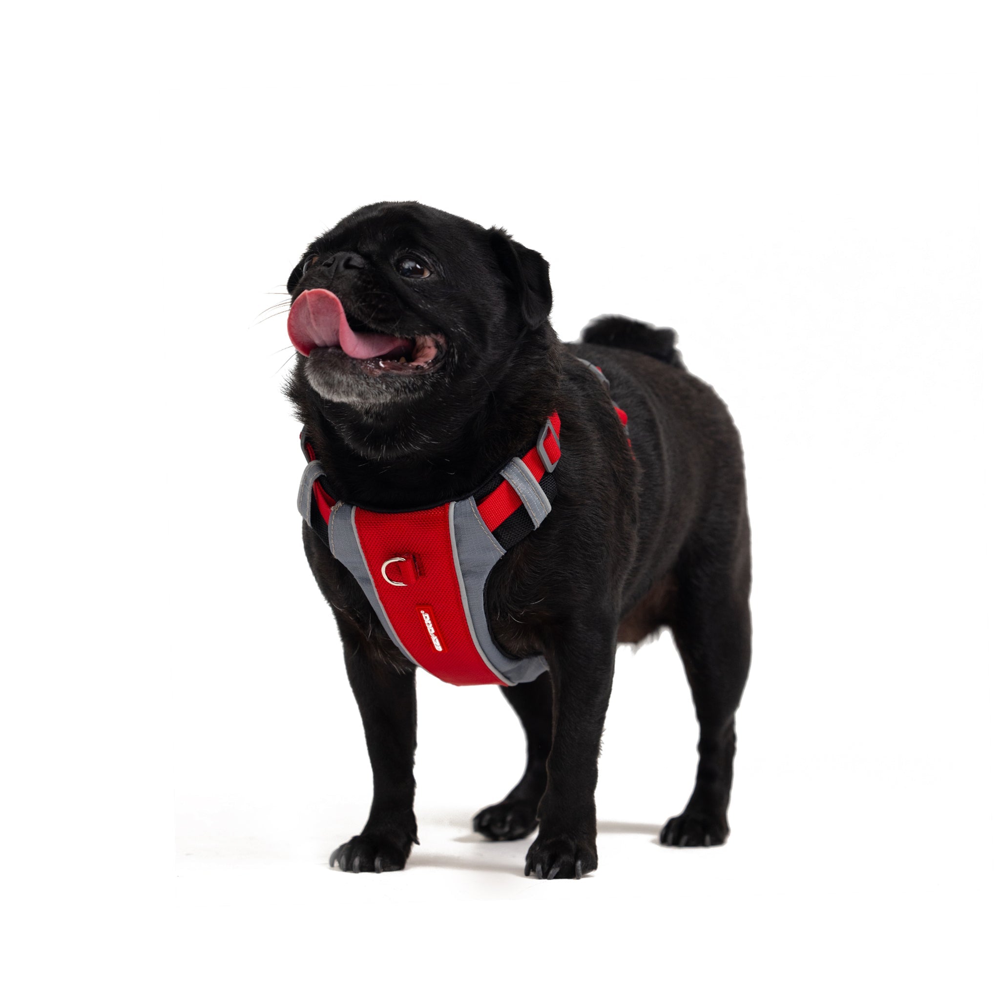 Black pug wearing red EzyDog X-Link Harness, showing front fit and chest padding.