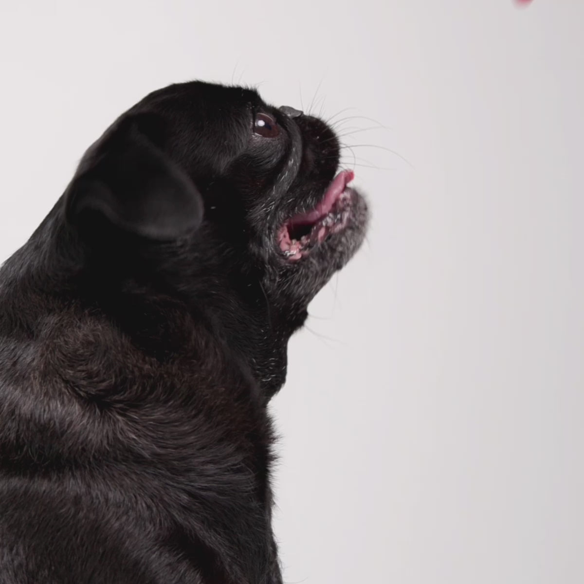 Step-by-step fitting guide for the EzyDog X-Link Harness showing how to adjust straps, clip the leash, and ensure a proper fit on your dog