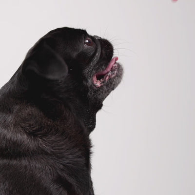 Step-by-step fitting guide for the EzyDog X-Link Harness showing how to adjust straps, clip the leash, and ensure a proper fit on your dog