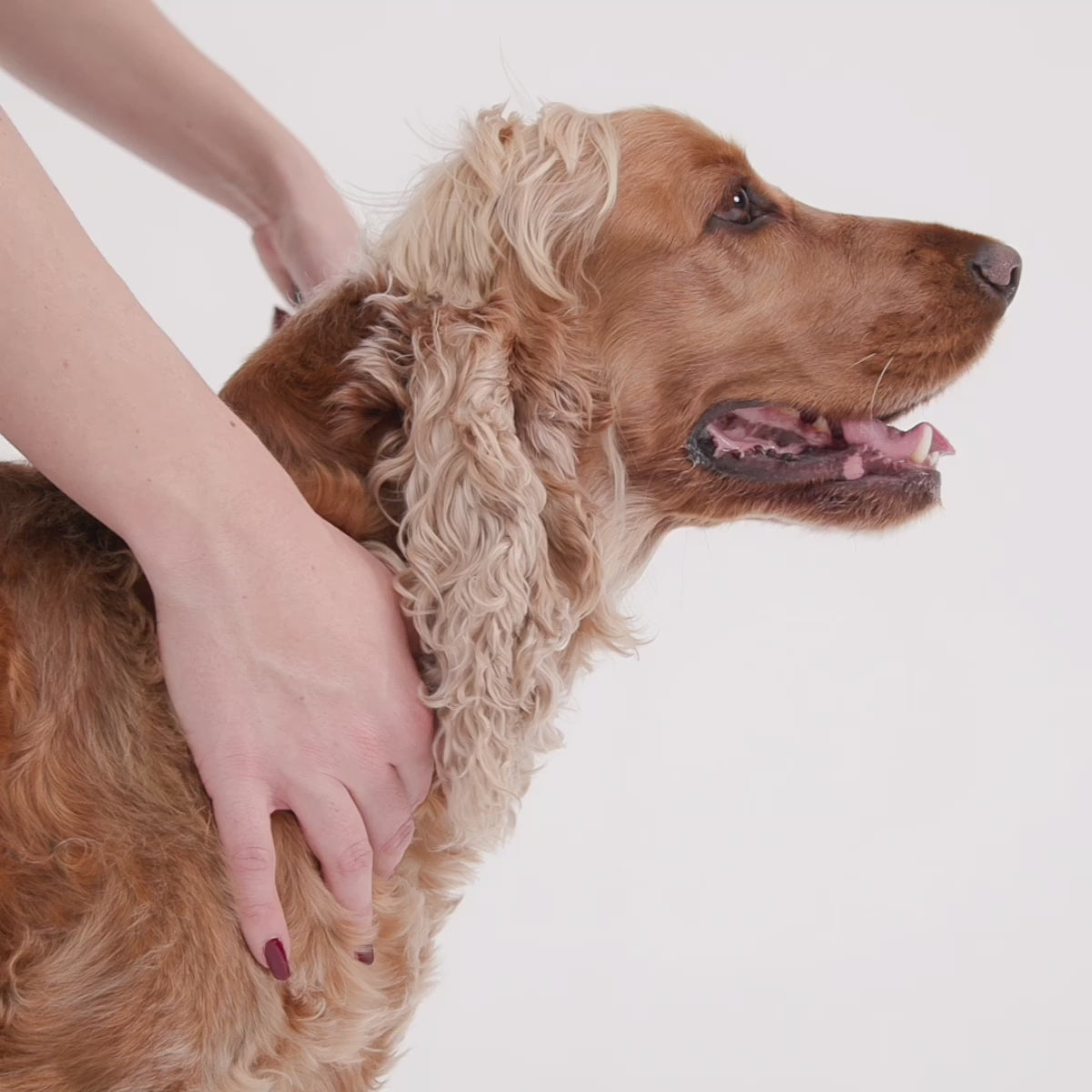 Demo video of fitting EzyDog Crosscheck Harness