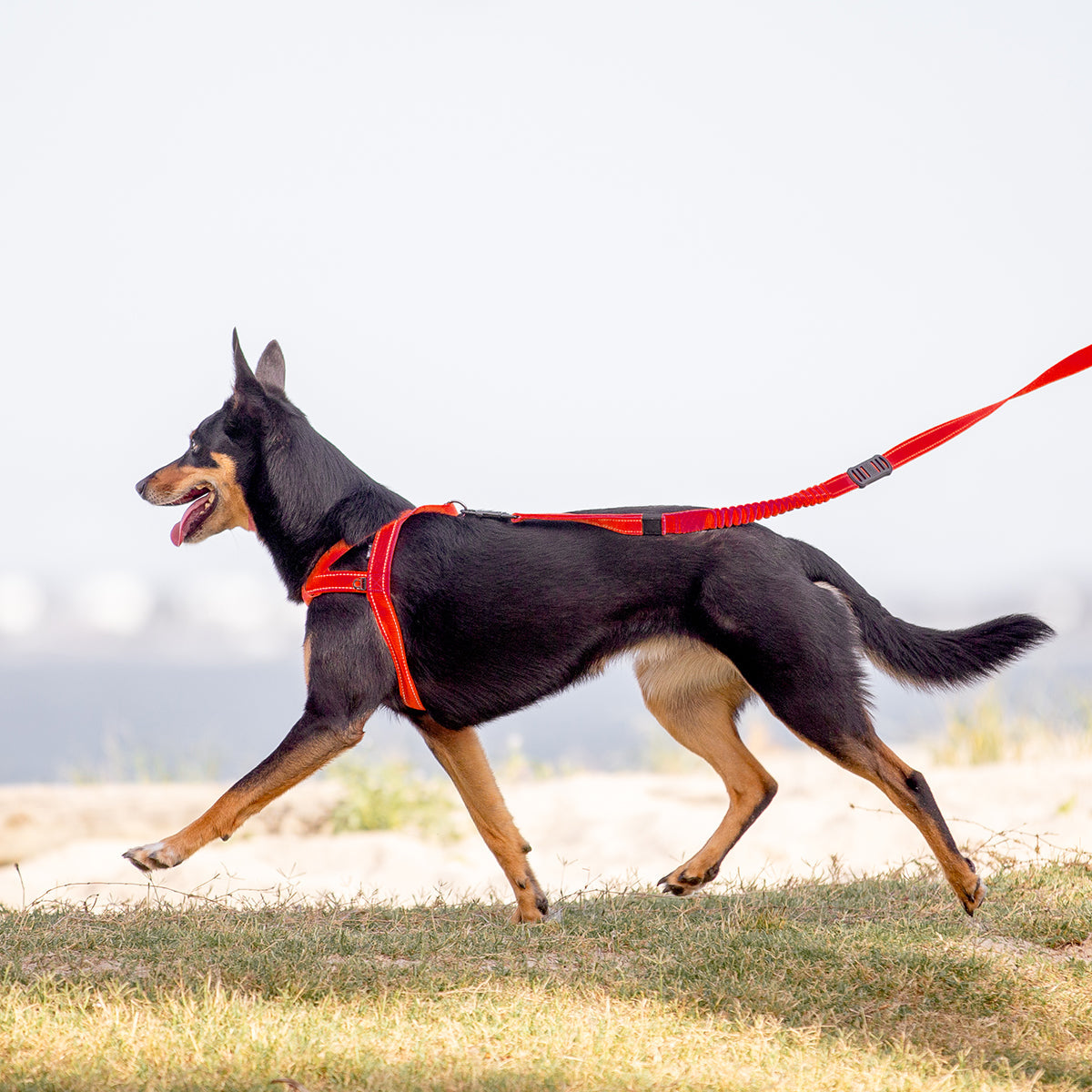 Dog walking with Quick Fit Harness