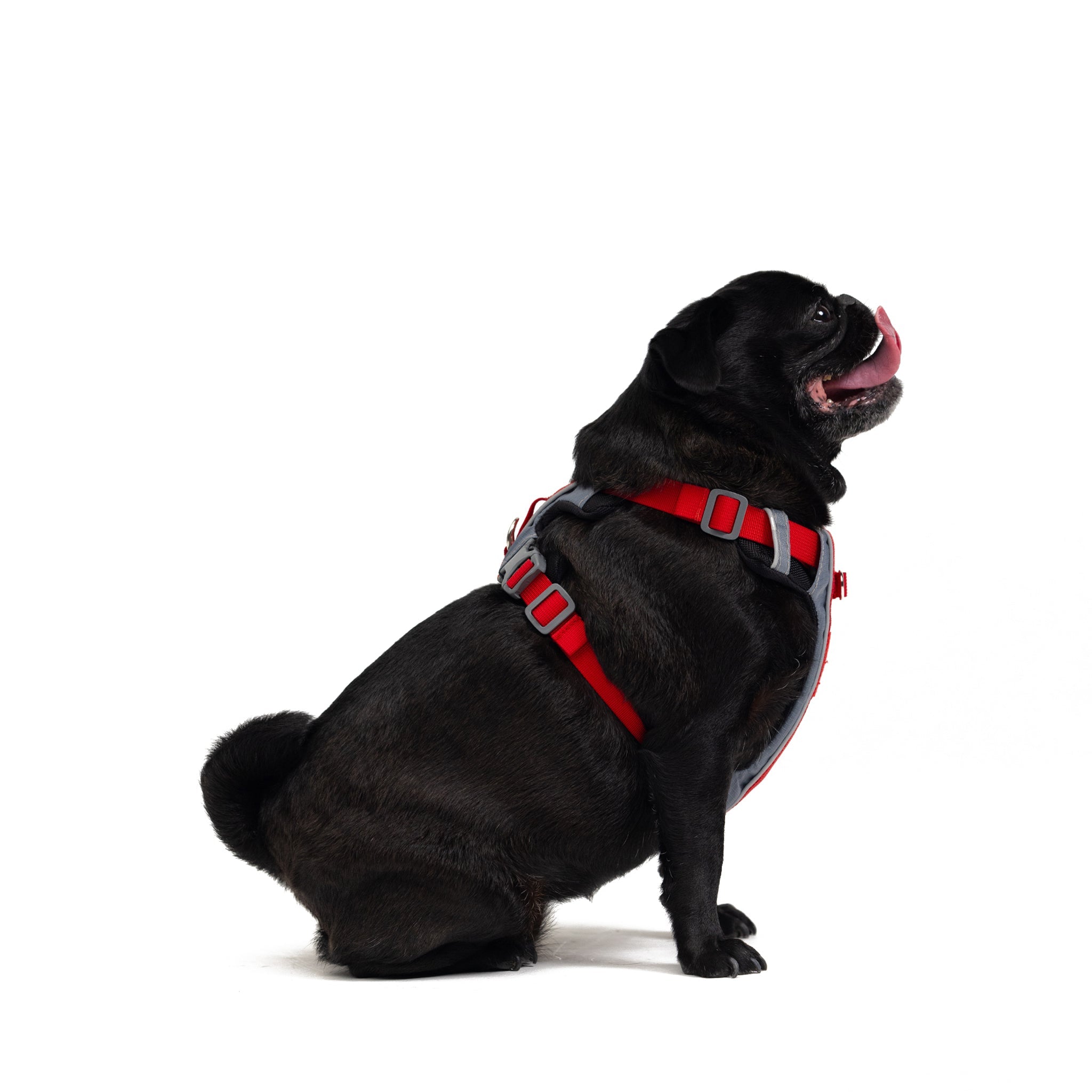 Side view of black pug sitting in red EzyDog X-Link Harness showing adjustable side straps and padded fit