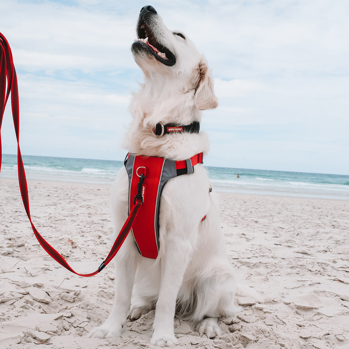 Golden Retriever sitting on the beach wearing red EzyDog X-Link Harness with leash attached